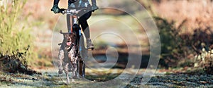 Bikejoring dog mushing race. Dog pulling bike with bicyclist, competition in forest, sled dog racing