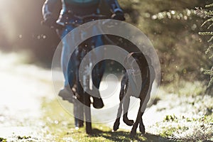 Bikejoring dog mushing race. Dog pulling bike with bicyclist, competition in forest, sled dog racing