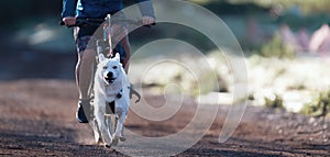 Bikejoring dog mushing race. Dog pulling bike with bicyclist, competition in forest, sled dog racing
