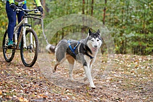 Bikejoring sled dog mushing race