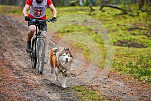 Bikejoring sled dog mushing race