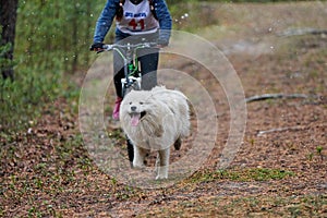 Bikejoring sled dog mushing race