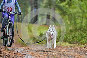 Bikejoring sled dog mushing race