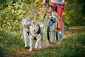 Bikejoring sled dogs mushing race, fast Siberian Husky sled dogs pulling bike with cyclist in forest