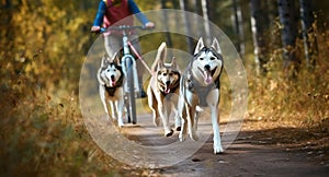 Bikejoring sled dogs mushing race. fast Siberian Husky sled dogs pulling bike with cyclist in forest. Generative AI