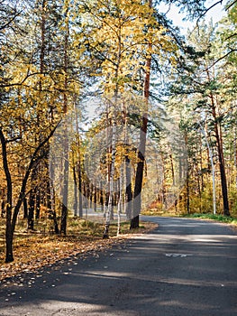 Bikepath in the autumn woods. Golden leaves on the trees photo