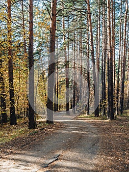 Bikepath in the autumn woods. Golden leaves on the trees