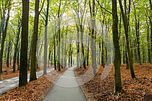 Bikepath through the forest on the Asselsche Heide