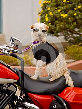 Biker dog