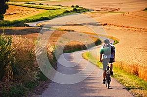 Biker riding on cycling road through summer agricultural fields which are full of gold wheat