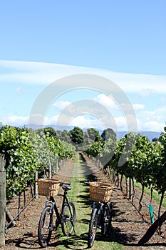 Bikes in vineyard