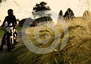 Biking through Austrian Cornfields