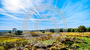 Biking through the heather fields and forests in the Hoge Veluwe nature reserve