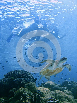 Bikini swim with sea turtle