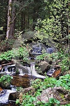 Bila Opava river in Jeseniky mountains