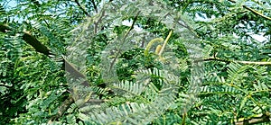 Bilayati Kikar Prosopis Alba branches fruits leaves