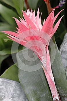 Bilbergia plant photo