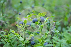 Bilberries on a bush in the forest.