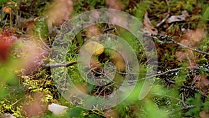 Bilberries and chanterelles growing in forest