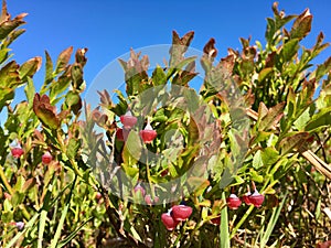 Bilberries on Ilkley Moor, Yorkshire, United Kingdom