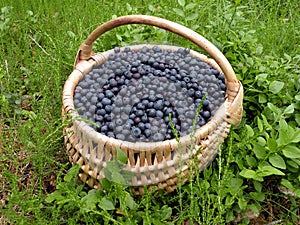 Bilberries in wicker