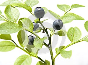 Bilberry