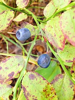 Bilberry