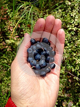 Bilberry