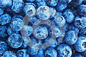 Bilberry background texturenature. Top view