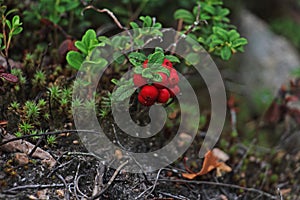 Bilberry berries, covered with morning dew