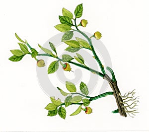 Bilberry or Blue Whortleberry (Vaccinum myrtillus) photo