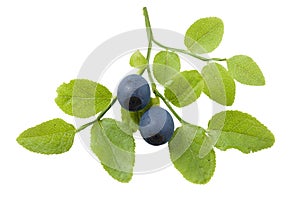 Bilberry branch