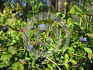 Bilberry-bush
