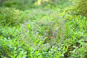 Bilberry bushes in the forest - blueberries