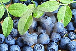 Bilberry Close Up