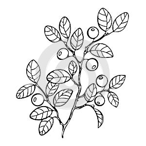 Bilberry coloring book, sketch, black and white illustration, monochrome. Branch blueberry leaves berries. Forest