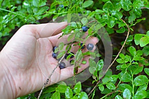 Bilberry in a female hand.