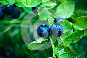 Bilberry in the forest