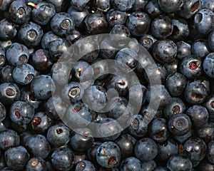 Bilberry