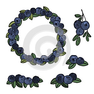 Bilberry, huckleberry. Vector sketch illustration