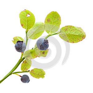 Bilberry isolated