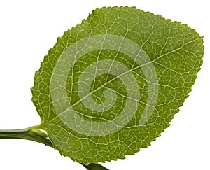 Bilberry leaf