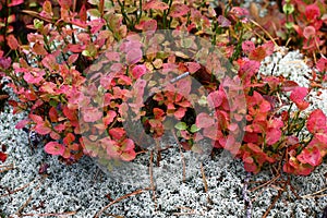 Bilberry and lichen in the fall.