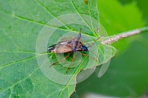 Bilberry shieldbug sitting on a leaf in garden