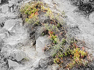 Bilberry, stony footpath with halftone effect