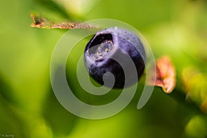 Bilberry in the summer close up