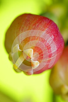 Bilberry (Vaccinium myrtillus) flower