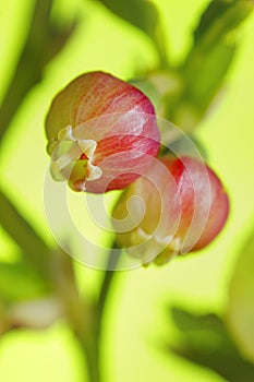 Bilberry (Vaccinium myrtillus) flowers