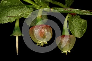Bilberry Vaccinium myrtillus. Flowers Closeup