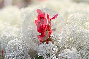 Bilberry among a white reindeer lichen on Yamal
